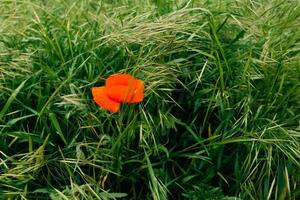 Red poppy flower among the grass on a green field photo