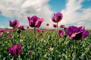 purple poppy field close up in spring on a sunny day photo