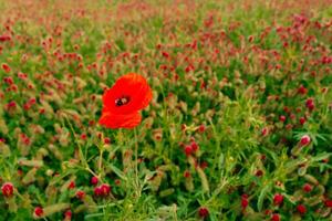 Red poppy among clover flowers on a green field photo