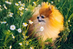 Pomeranian Spitz smiles and looks around at the white daisies photo