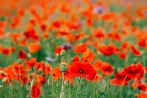 Many red poppies in the field photo