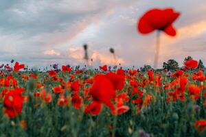 Sunset sky and poppy field photo