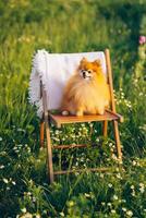 dog Pomeranian Spitz smiles and sits in a field on a wooden table photo