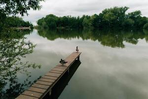 Ducks on a wooden bridge on a picturesque pond in the water photo