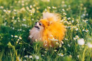 Pomeranian Spitz in a field with white daisies photo