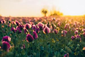 Purple poppies at sunset with sun in the field photo