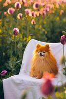 Pomeranian Spitz in a poppy field on a white chair at sunset photo