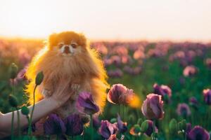 Pomeranian dog in a field of poppies at sunset photo