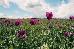 Purple poppies on a sunny day on a field photo