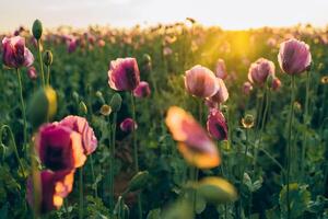 Purple poppies at sunset with sun in a field at sunset with warm sun photo