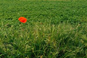 Red poppy flower among the grass on a green field photo