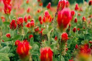 Close up of red clover flowers on a field on a sunny day, bee photo