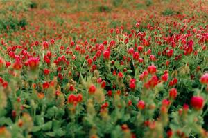 Field of red heads of blooming clover photo