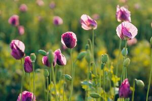 glare of the sun in summer in a field of lilac poppies with the sun at sunset photo