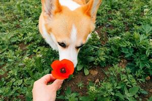 Corgi dog sniffing a red poppy flower, close portrait photo