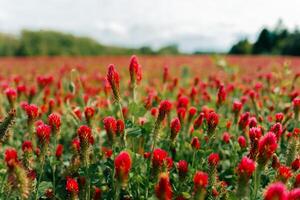 Close up of red clover flowers on a field on a sunny day photo