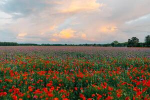 large poppy field in bloom at sunset photo