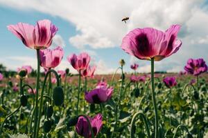 Bee over a purple poppy in a field on a summer day photo