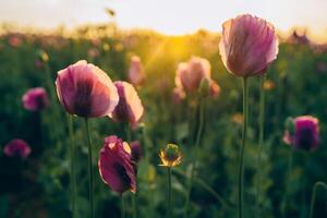 Purple poppies at sunset with sun in a field at sunset photo