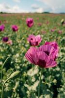 Purple poppies on a sunny day on a field photo