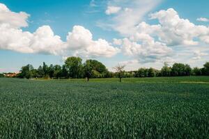 Large green field and blue sky with small clouds on a sunny day photo
