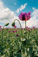 Large purple poppy in a field on a sunny day photo