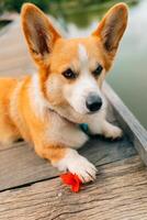 Corgi dog's paw holds a red poppy flower, portrait of a dog on a pond photo
