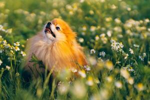 Pomeranian Spitz in a field with white flowers at sunset photo