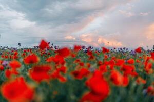 large poppy field in blooming flowers at sunset with beautiful clouds photo