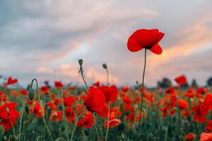 One red poppy flower above the field and other flowers photo