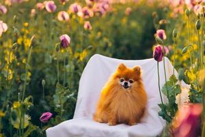 Pomeranian Spitz dog in a poppy field on a white chair photo