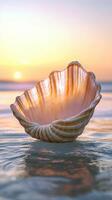 Shell at the beach at sunset photo