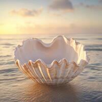 Shell on the beach at sunset photo