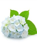 A cluster of light blue and white hydrangea flowers with vibrant green leaves, isolated on a white background. Represents beauty, freshness, and summer. Suitable for greeting cards, invitations photo