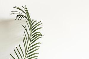 Abstract background. Palm branch and shadow on white background photo