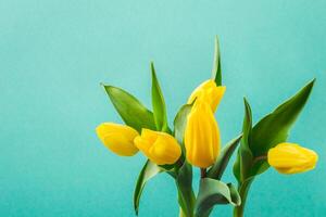 Beautiful yellow tulip flowers on turquoise background for greeting message. Holiday mock up photo