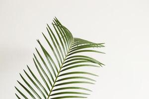 Abstract background. Palm branch on white background. Scandinavian interior fragment photo