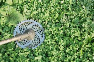 Trimmer disc against green grass background clover photo