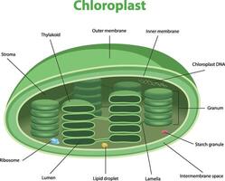 illustration of chloroplast structure diagram vector