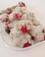 Fuzzy fungus colonizing neglected raspberries exposes hidden peril, fungus releasing harmful spores, fungus silently spreading across surfaces, emphasizing careful inspection and timely discard photo