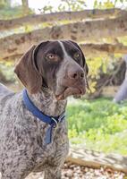 Playful young puppy of German short hired pointer with funny face looks into the distance photo