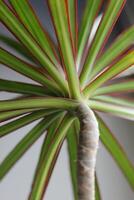 Pattern Of Green Leaves On A Palm Sprout On White. Exotic Plants Image For Vertical Backgrounds photo