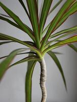 Steam And Leaves Of Decorative Home Palm Tree Isolated On White photo