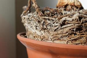 Structure Of Dracaena Palm Roots In Plant Pot Detailed View photo