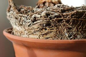 Home Tree Dry Roots System Over Pot Edge Stock Photo