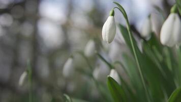 White snowdrops in the early spring in the forest. Beautiful footage of galanthus commonly known as snowdrop. HLG BT.2020 video
