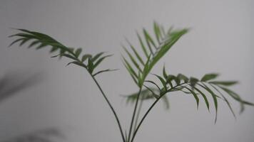 Chamaedorea Elegans Palm isolated on white background. Rotating leaves and stems of chamedorea on a white background. HLG Bt.2020 ungraded. video