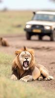 a lion is sitting on the ground photo