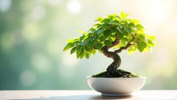 Elegant Bonsai Tree in White Ceramic Pot with Lush Green Leaves - Tranquil Nature Art photo