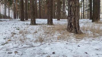 The ground in the spruce forest is covered with snow, light snow is falling video